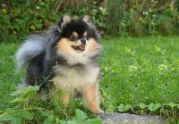 Étalon Spitz allemand - royal galaxy Arktur star