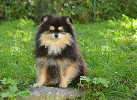 Étalon Spitz allemand - Royal rubby ancarado