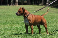Étalon Staffordshire Bull Terrier - Flannigan Of the browndeanlaws bullyboys