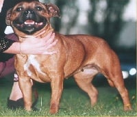 Étalon Staffordshire Bull Terrier - CH. Pretty polly Of the browndeanlaws bullyboys