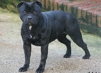 Étalon Staffordshire Bull Terrier - Gwen (Sans Affixe)