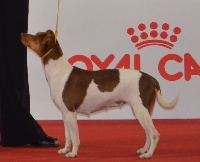 Étalon Terrier Bresilien - CH. Gazela du domaine des Mandets