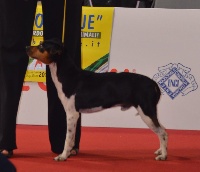 Étalon Terrier Bresilien - CH. Boss do chaputepek's