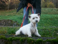 Étalon West Highland White Terrier - Heelou Du domaine des lys
