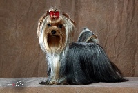 Étalon Yorkshire Terrier - Amberstill Harley davidson