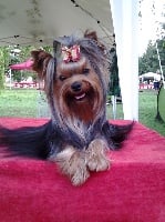 Étalon Yorkshire Terrier - CH. Lovely Story Gold fever