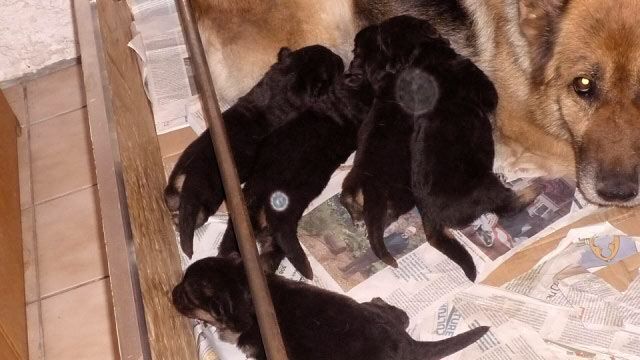 Publication : Du Clos De La Chanson Auteur : Thiboud