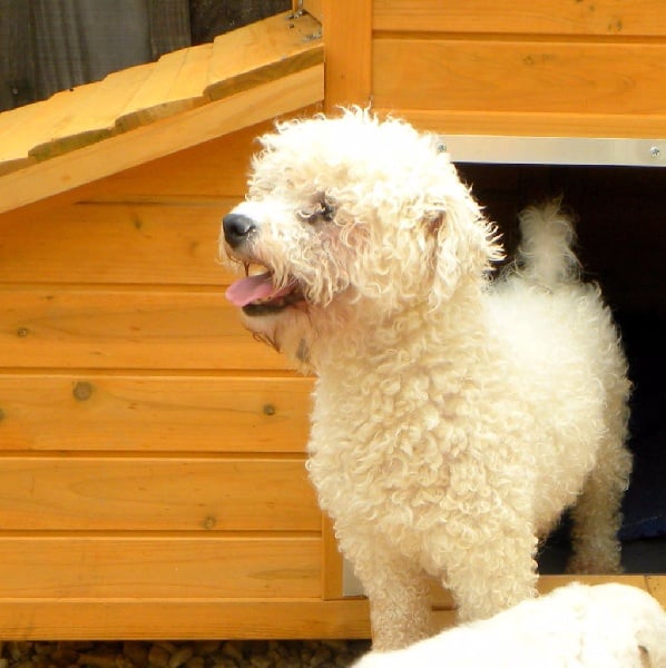 Publication : du Domaine de la Veyssière Auteur : DDLV