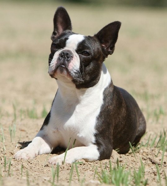 Ajaccio (Sans Affixe)