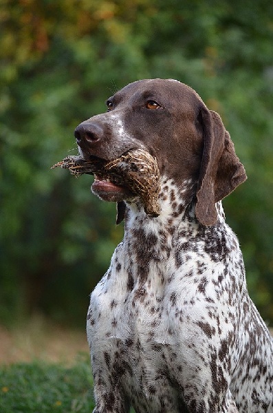 Publication : Karpaten Irbis Auteur : Donau Wirbeln