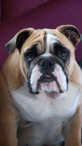 Publication : of Boogy Doggy Bull's 