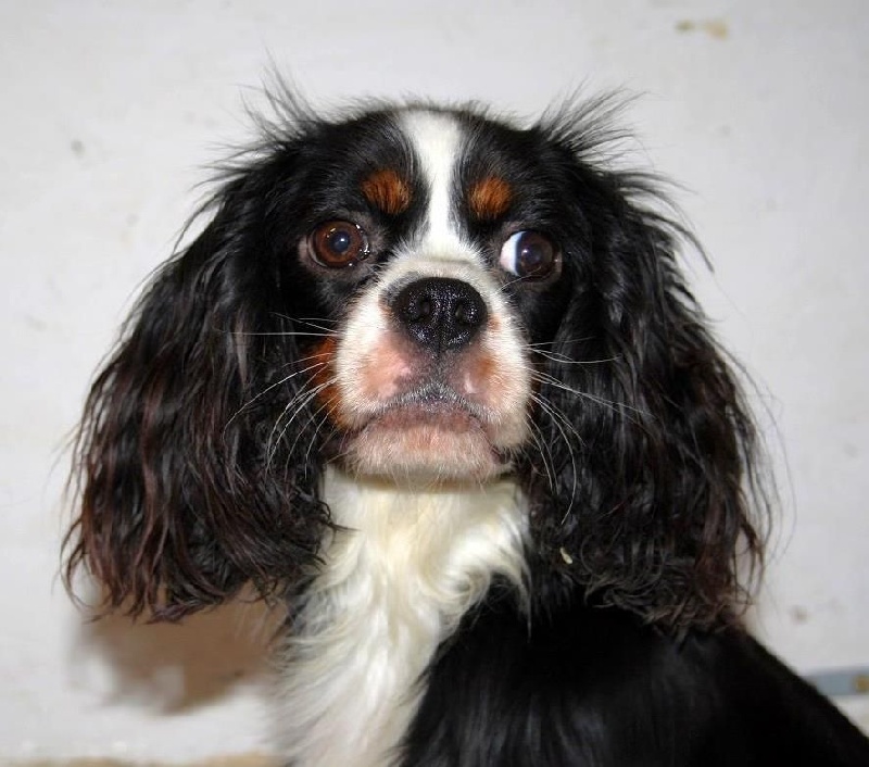 Publication : De La Montagne Aux Lapins 