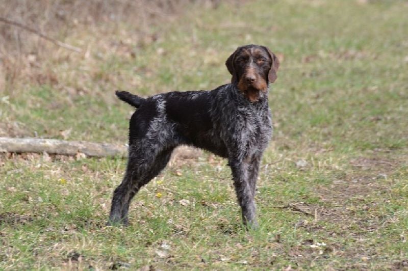 Publication : de la Ronce du Gevaudan Auteur : MOI MEME