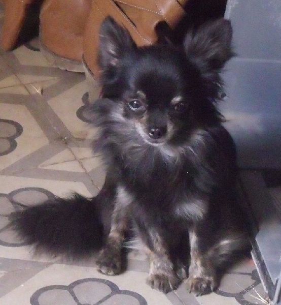 Publication : Des Petits Lutins Auteur : mingaud patricia