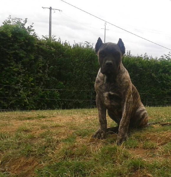 Publication : Of Queen Georgia 