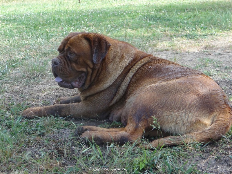 Giny du domaine de Couroules