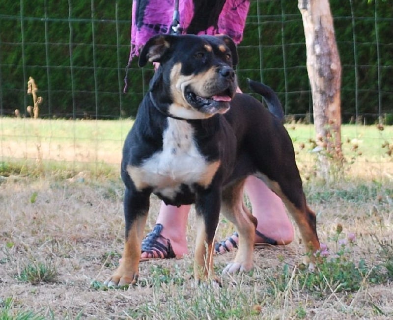 Publication : De L'esprit Du Budo Auteur : Esprit du Budo