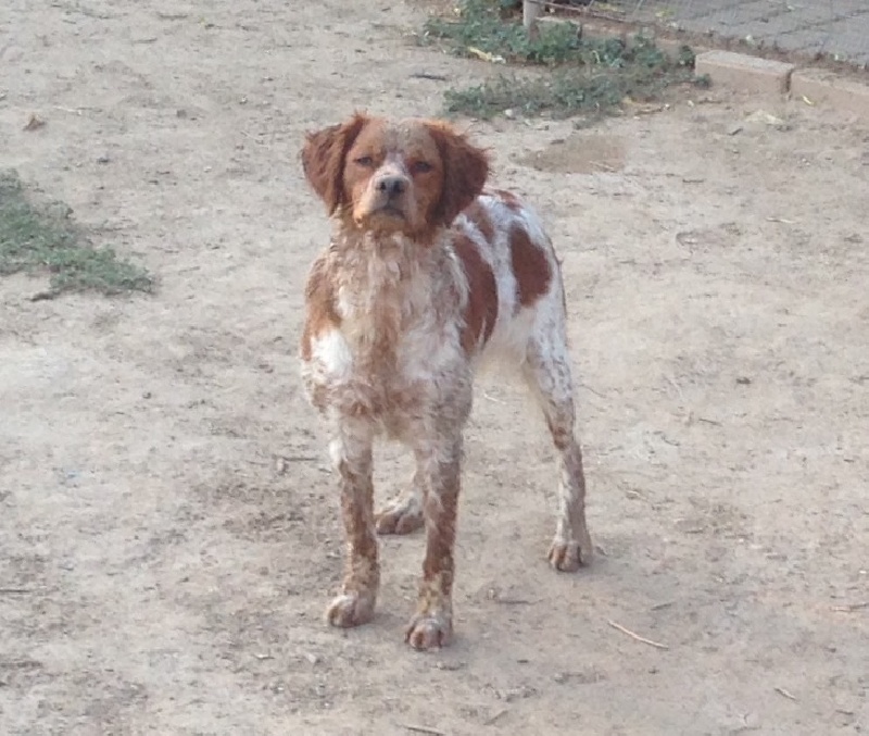 Publication : De Sabiyur