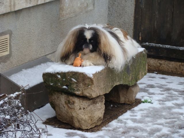 Publication : De L'orais D'almenêche Auteur : N. LOUP