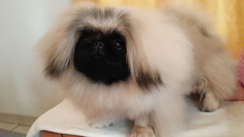 Publication : des Capucins de Pek King Auteur : P.MORIN