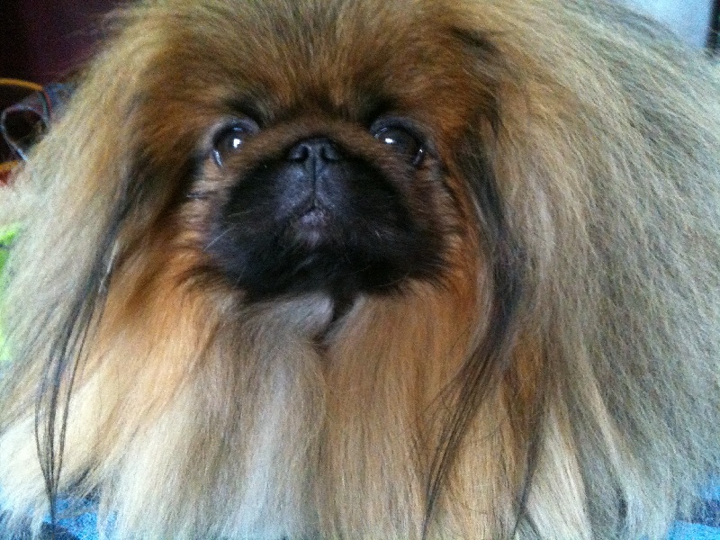 Publication : De L'orais D'almenêche Auteur : MA Lecomte Bourgeois