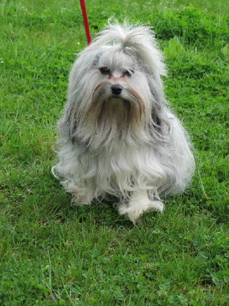 Publication : Des fayettes de la vaissaire 