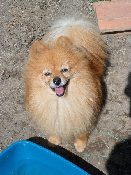 Publication : Du Souvenir De Tootsie Auteur : Sdt