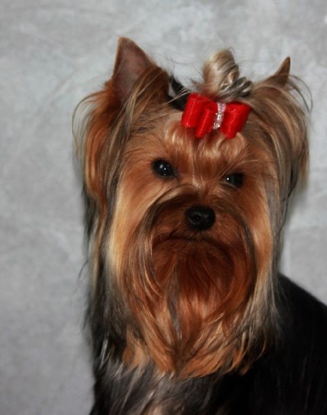 Auteur : Béatrice GRAUX