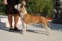Étalon American Staffordshire Terrier - Irto du Diamant Rouge