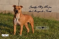 Étalon American Staffordshire Terrier - Justify my hopes Des Anges De Kent