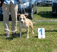 Étalon American Staffordshire Terrier - Golden Youma June 2nd