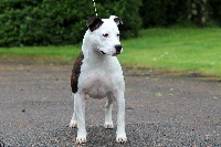 Étalon American Staffordshire Terrier - pageant's Hot suicide girl