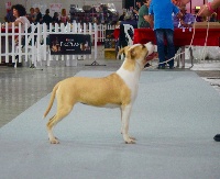 Étalon American Staffordshire Terrier - Jahina Royal Of The King