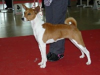 Étalon Basenji - Guess at kimwitu Of swala pala