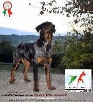 Étalon Berger de Beauce - CH. Jacky argenté Des Gardiens De Rome
