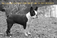 Étalon Boston Terrier - CH. mtnview Midwest connection at sunwoods