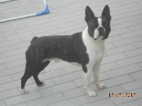 Étalon Boston Terrier - CH. It is all good Du grand fresnoy