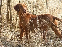 Étalon Braque hongrois à poil court (Vizsla) - TR. CH. Insee Du champ cleuet