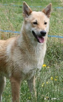 Étalon Canaan Dog - Jordane bat galah de Solemel