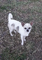 Étalon Chihuahua - Jadore du clos d'athena