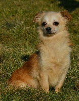 Étalon Chihuahua - Idixia de la Gabrière