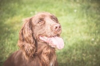 Étalon Cocker Spaniel Anglais - mallowdale Pete