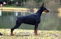 Étalon Dobermann - Lil'a landja black novak