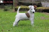 Étalon Fox Terrier Poil lisse - Belfox Nicky