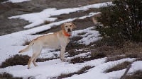 Étalon Labrador Retriever - Indy (Sans Affixe)