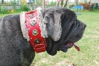 Étalon Mâtin Napolitain - Sola Di fossombrone