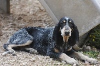 Étalon Petit bleu de Gascogne - Lacie du ruisseau du Puy du Maine