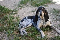 Étalon Petit bleu de Gascogne - Jeans du ruisseau du Puy du Maine