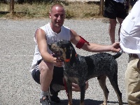 Étalon Petit bleu de Gascogne - Johnny Des Gorges De Ciara