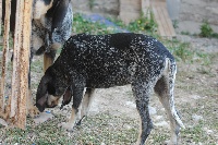 Étalon Petit bleu de Gascogne - Lulla du ruisseau du Puy du Maine